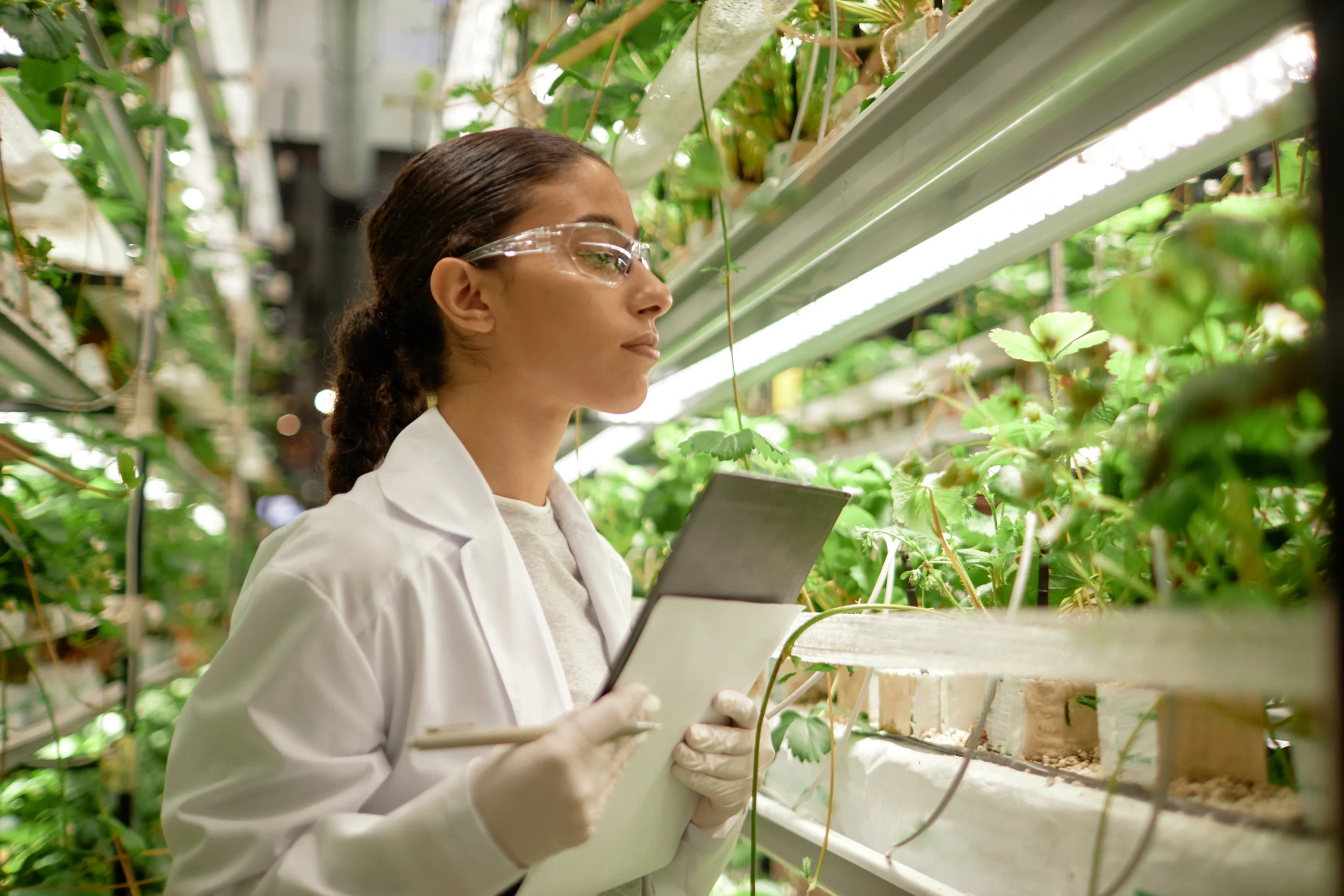 A researcher checking crops in a vertical farm